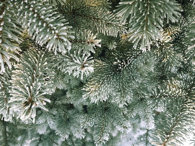 Vuren takken bedekt met vorst. Winter Christmas groenblijvende boom achtergrond. Achtergrond van sneeuw bedekte dennentakken met selectieve aandacht.