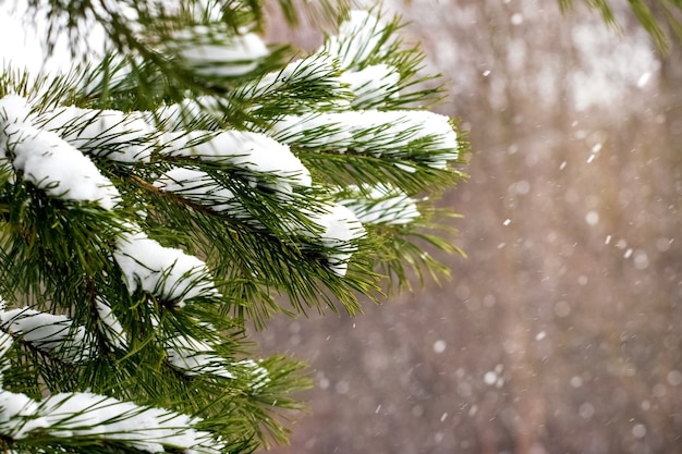 Vuren takken in de sneeuw, kerstmis achtergrond