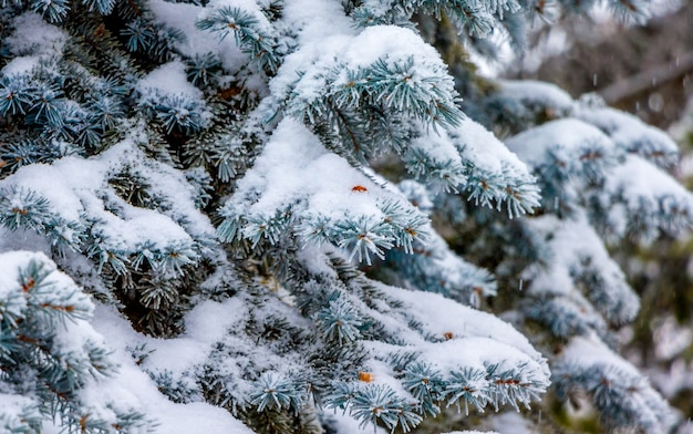 Vuren takken zijn bedekt met een dikke laag sneeuw. Besneeuwde winter_