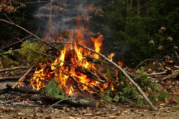 Foto vuur in het bos.