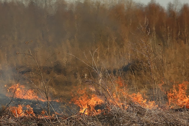 vuur in het veld / vuur in het droge gras, brandend stro, element, natuurlandschap, wind