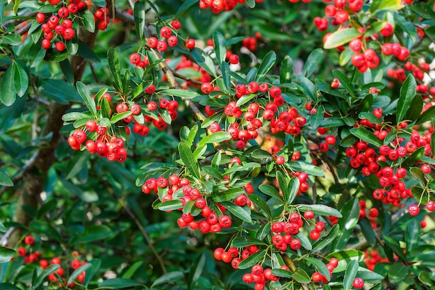 Vuurdoornbessen Pyracantha coccinea scharlaken vuurdoorn sierheester rosaceae groenblijvende struik