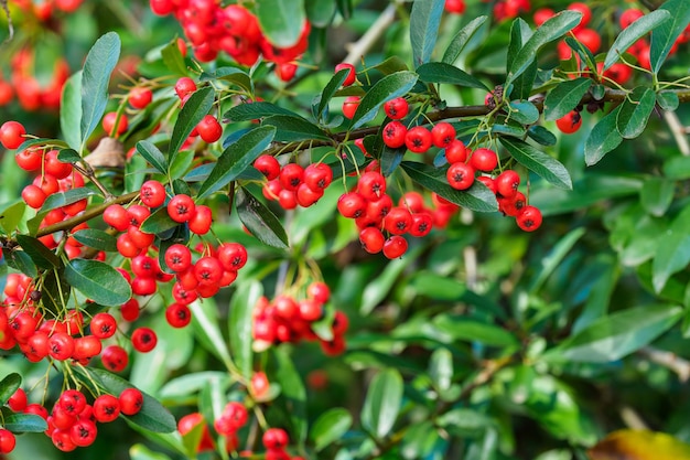 Vuurdoornbessen Pyracantha coccinea scharlaken vuurdoorn sierheester rosaceae groenblijvende struik