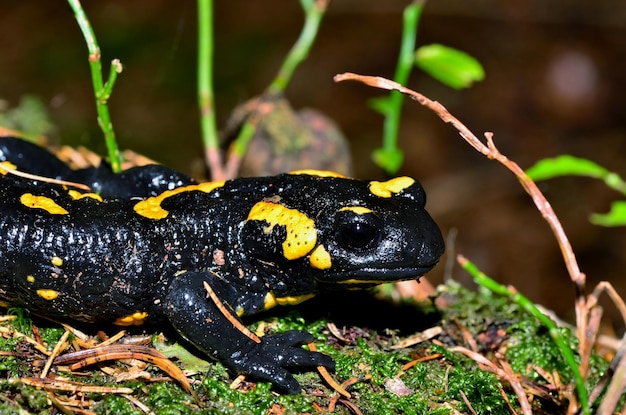 Vuursalamanda in het bos