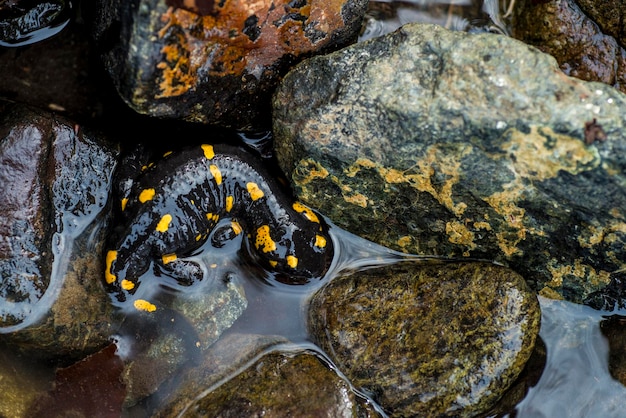 Vuursalamander in het water