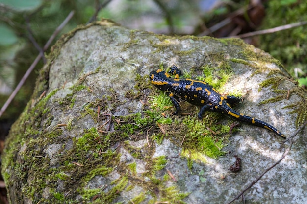 Vuursalamander Salamandra salamandra met gele vlekken op de steen in de bossen in de bergen