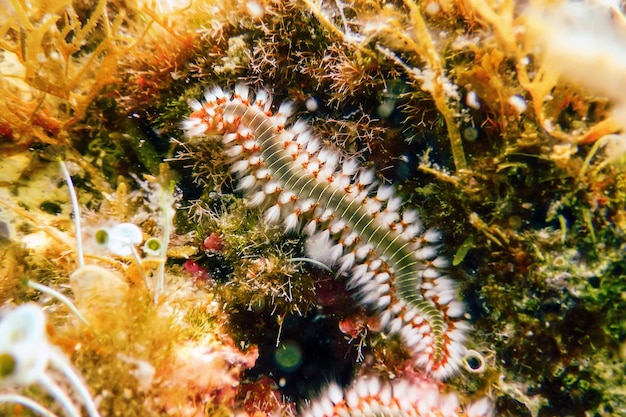 Vuurworm met baard (Hermodice carunculata) Onderwater Middellandse Zee