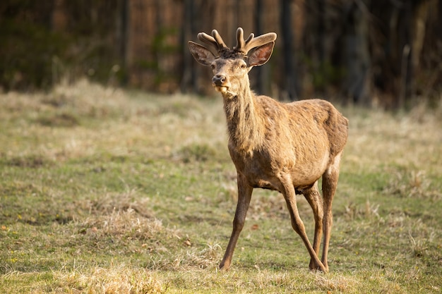 Waak het edelhert met een nieuw fluwelen gewei dat op het veld kijkt