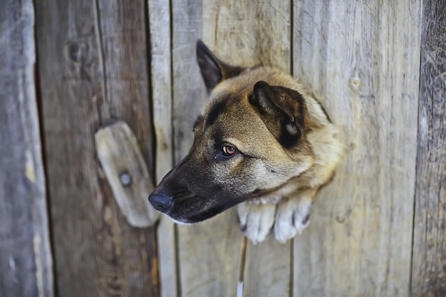 waakhond in hondenhok, veiligheidsachtergrond