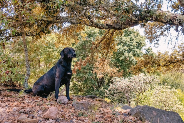 Waakhond zit buiten onder een boom