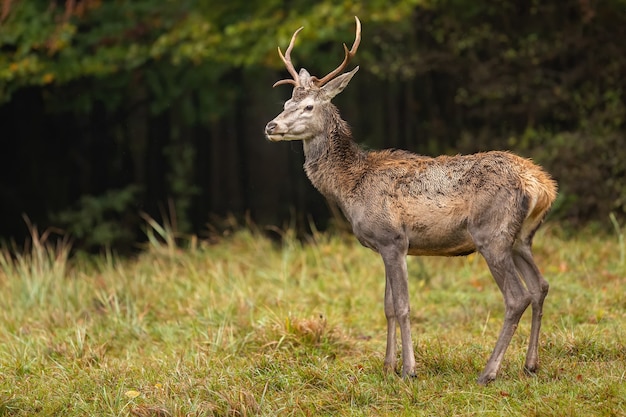 Waakzaam edelhert mannetje staande op boskap in humeurig herfstweer