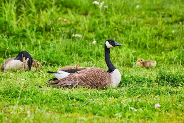 Waakzame ouderganzen met babygansjes in groen grasveld op een heuvel