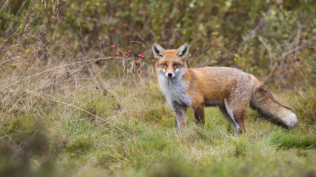 Foto waakzame rode vos die zich voor rozebottelstruik bevindt met rode vruchten en het kijken