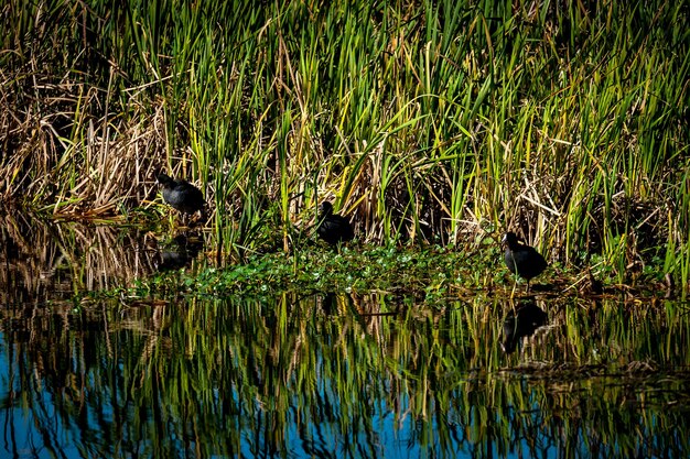 Foto waar is de alligator?