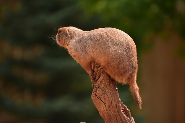 Foto waarschuw black tailed prairie dog op een boomstronk