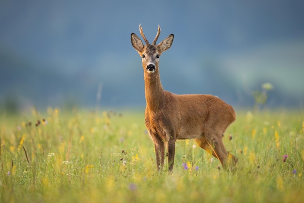 Waarschuw reeënbok die in de camera kijkt op een zomerweide met wilde bloemen