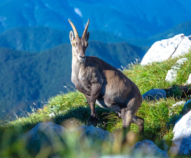 Waarschuwde alpine ibex op de top van de berg