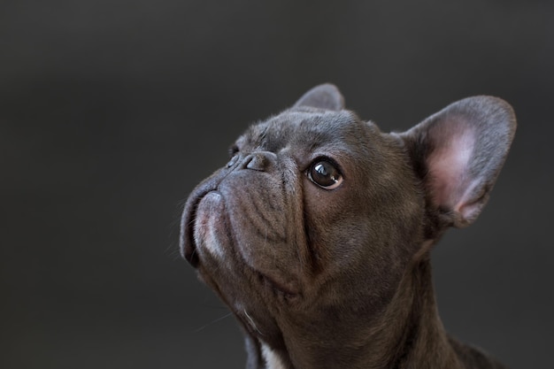 Waarschuwde Franse bulldog die omhoog kijkt.