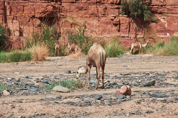 Wadi Disah in Al Shaq canyon of Saudi Arabia