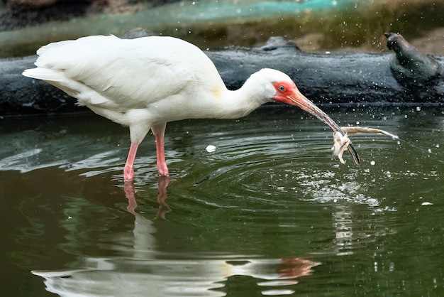 Wading bird white Ibis Eudoctricimus albus with a big fish in its beak