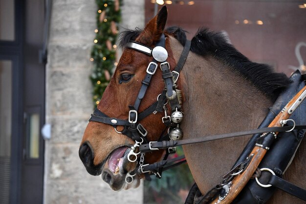 Wagenpaard op sneeuwdetail