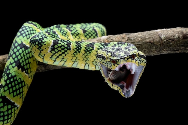 Wagler pit viper on black background