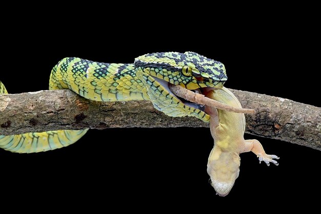 The Wagler pit viper eating a prey