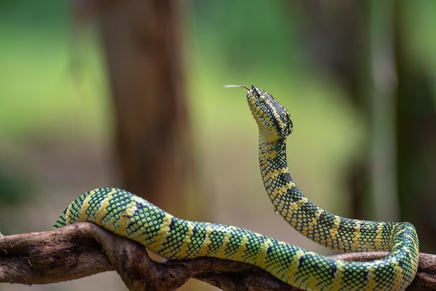 The Wagler's Pit Viper in the rain