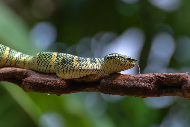 La vipera del pozzo di wagler sotto la pioggia