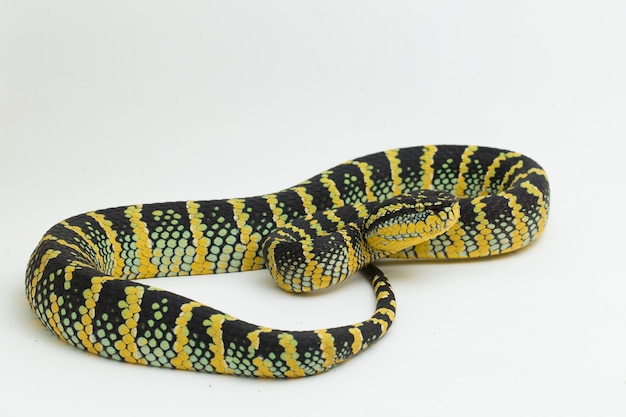 Photo wagler's pit viper snake