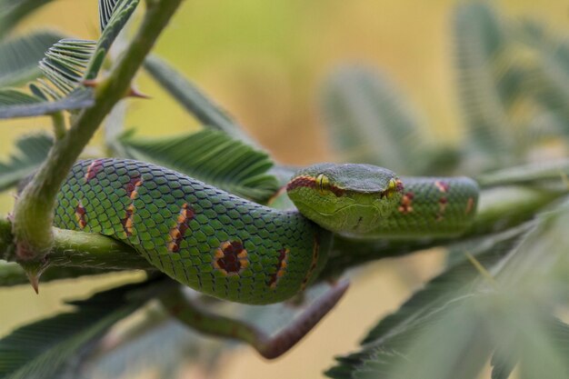 Photo wagler's pit viper snake