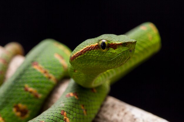 Vipera di pozzo di wagler sul ramo di albero isolato sul nero