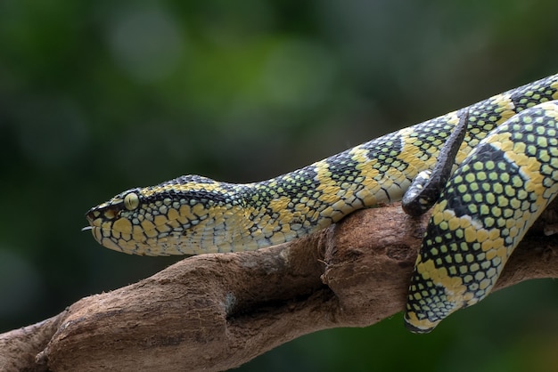 Wagler's pit viper on the tree branch