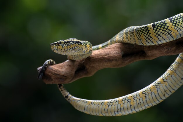 Wagler's pitadder op een boomtak