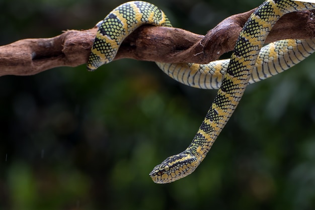 Wagler's pitadder op een boomtak