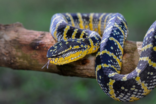 wagler venomous on branch