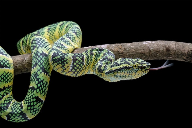 wagleri pit viper snakes on branch, tropidolaemus wagleri, animal closeup