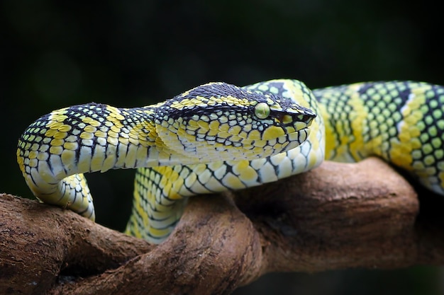 змеи гадюки гадюки tropidolaemus wagleri