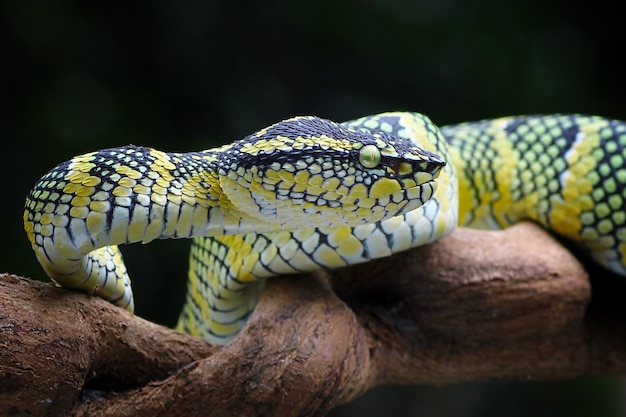 wagleri pitadder slangen tropidolaemus wagleri