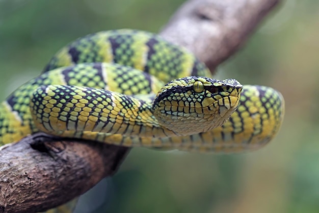 Wagleri-slang op een tak met zwarte achtergrond, Tropidolaemus wagleri, viperidae-slang