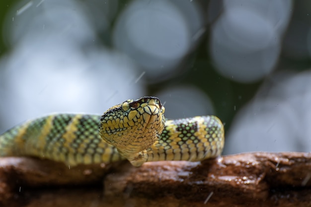 Waglers pit viper sul ramo di un albero