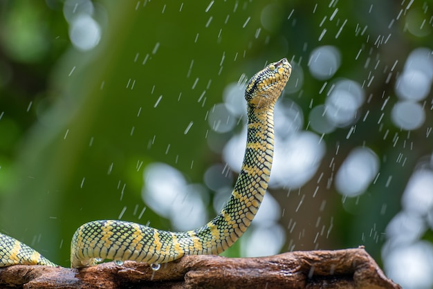 Waglers pit viper on tree branch