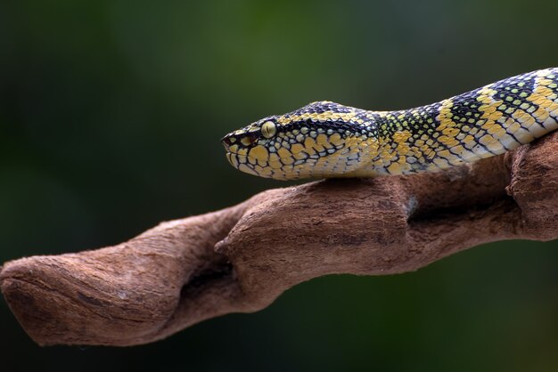 Waglers pitadder op de boomtak