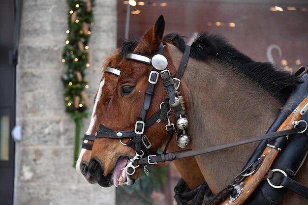 Foto cavallo del carro sul dettaglio della neve