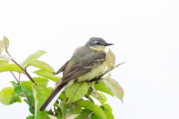 Wagtail on a branch