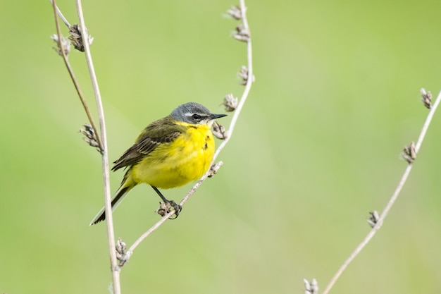 Wagtail on a branch