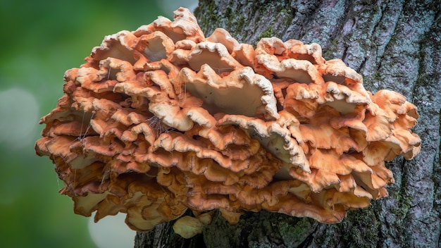 The wagtail Motacilla large yellow edible mushroom