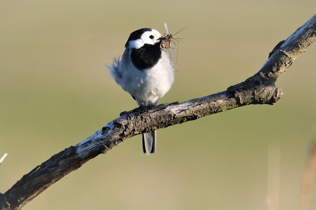Photo wagtail with bugs in the beak siiting on branch close up