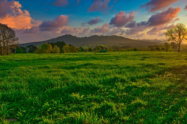 Photo waikato farmland - with mount pirongia