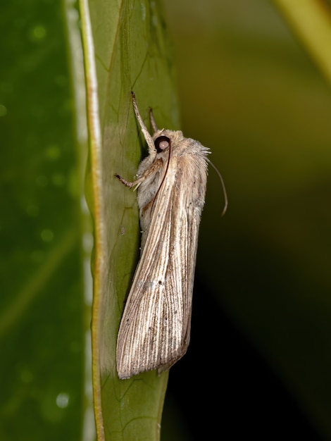 Wainscot Moth of the Tribe Leucaniini